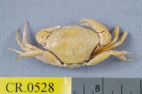 藏品(長掌擬愛潔蟹)的圖片